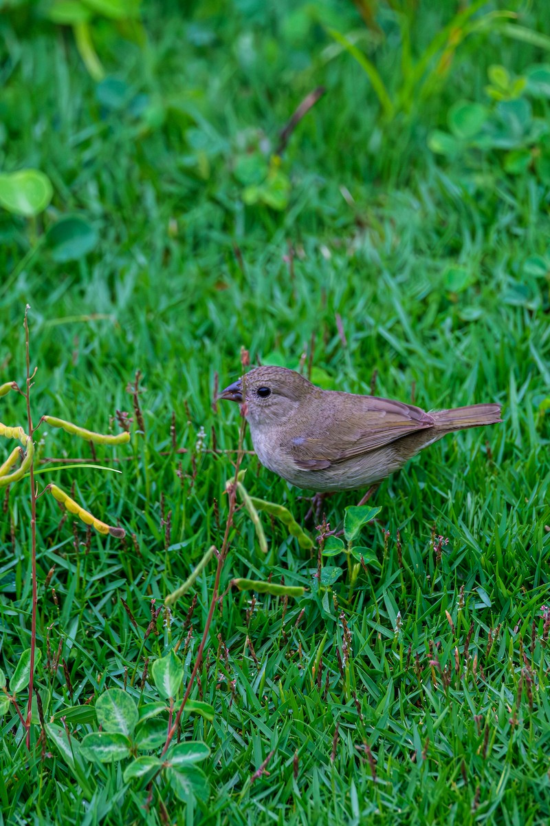 Black-faced Grassquit - ML640465645