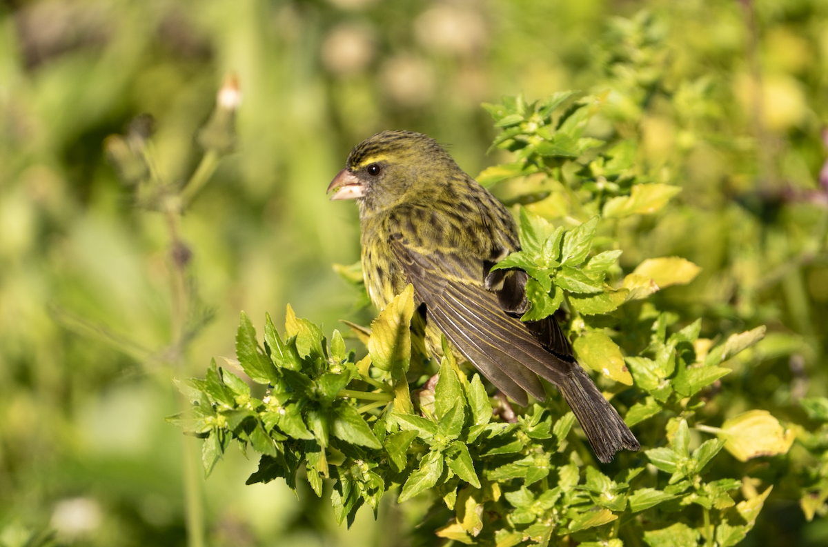 Forest Canary - ML640465661