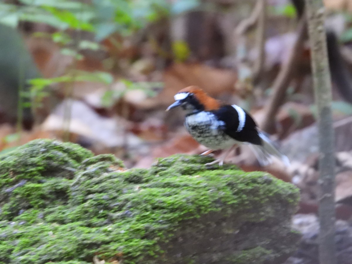 アカエリエンビシキチョウ - ML640465668