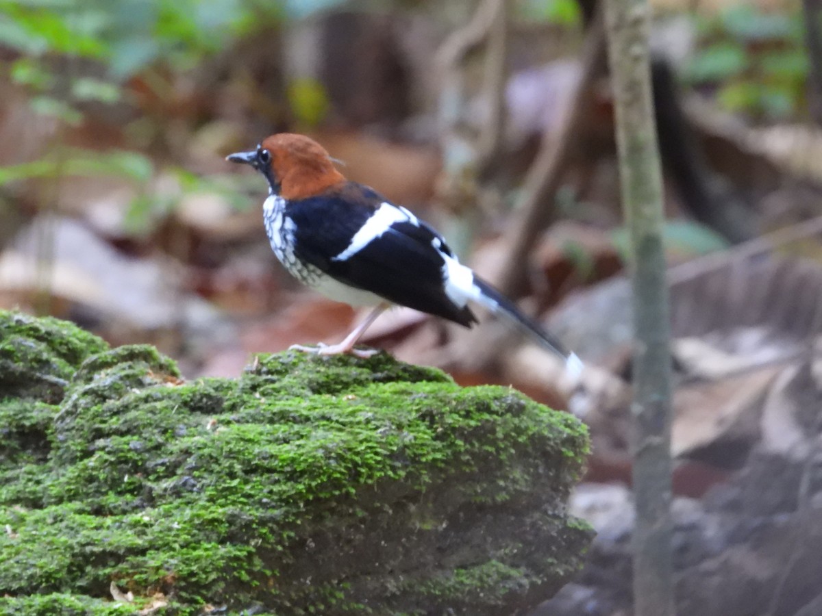 アカエリエンビシキチョウ - ML640465669