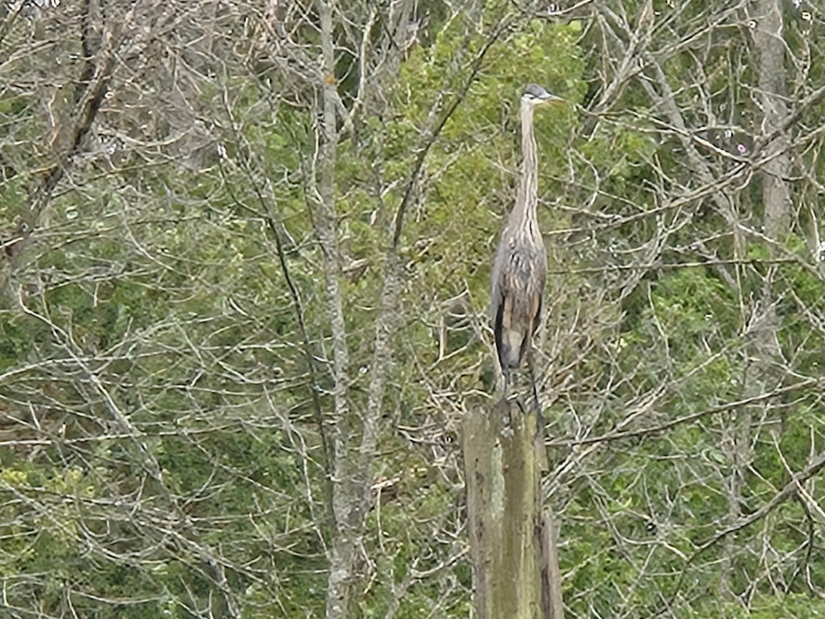 Great Blue Heron - ML640465917