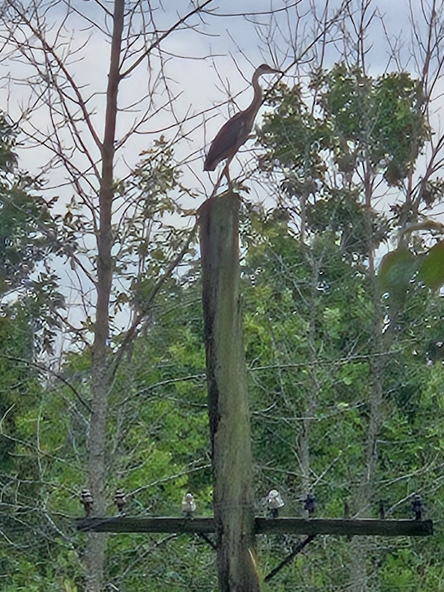Great Blue Heron - ML640465918