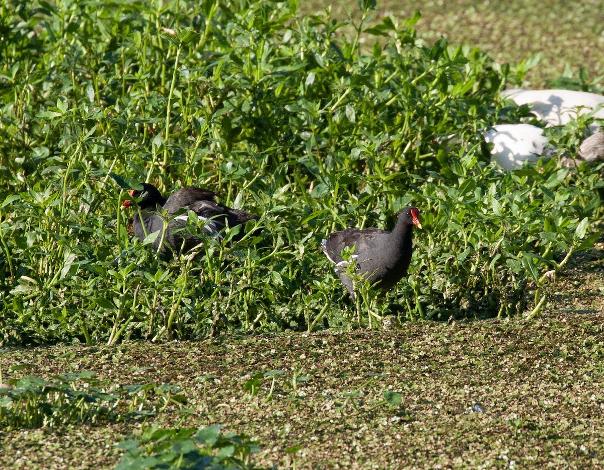 Common Gallinule - ML640465980