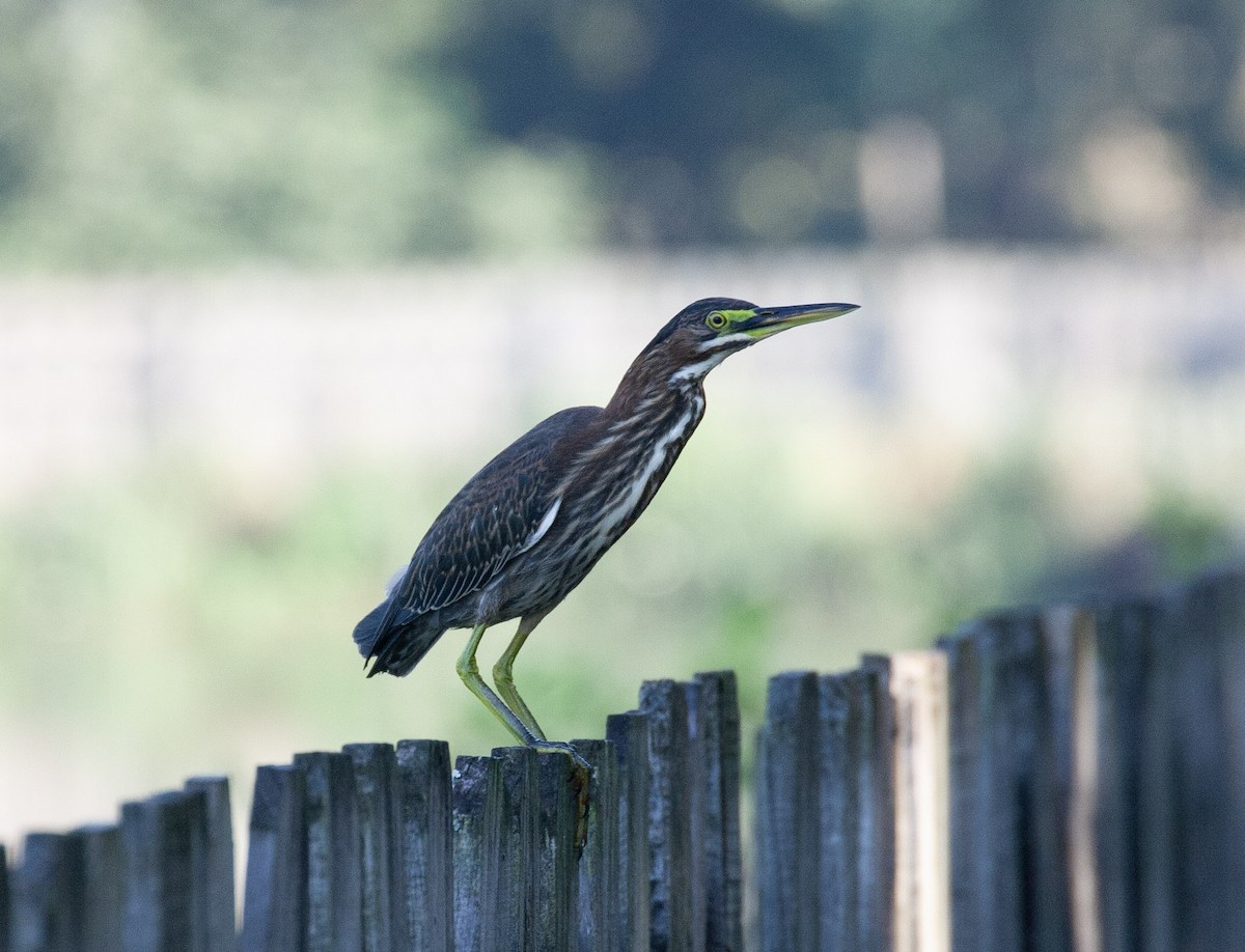 Green Heron - ML640465983