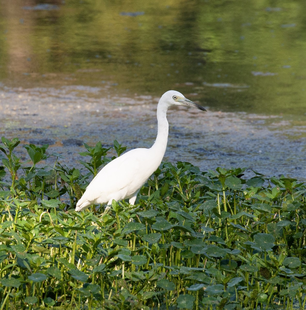 Little Blue Heron - ML640465987