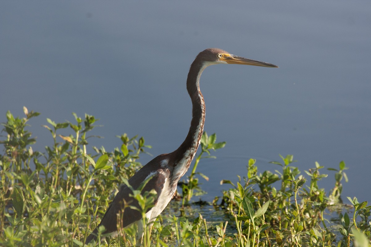 Tricolored Heron - ML640465989