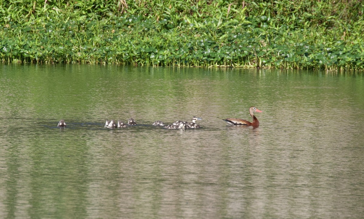 Black-bellied Whistling-Duck - ML640465992