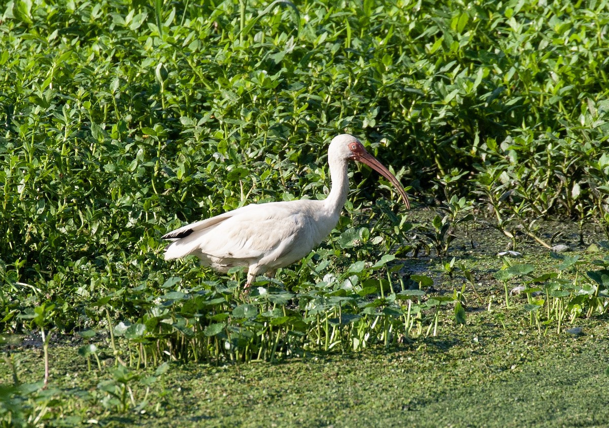 White Ibis - ML640465995