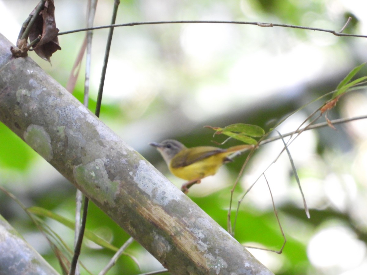 Yellow-bellied Warbler - ML640466025