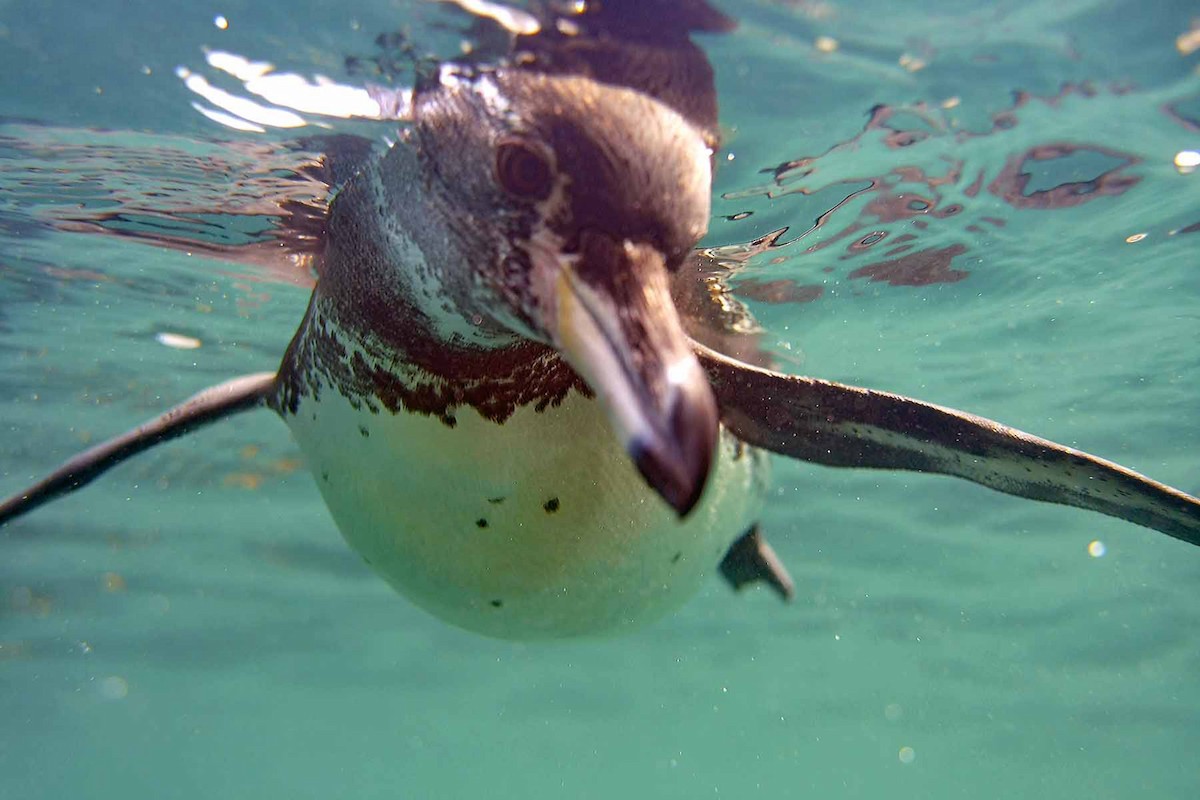 Pingüino de Galápagos - ML640466039