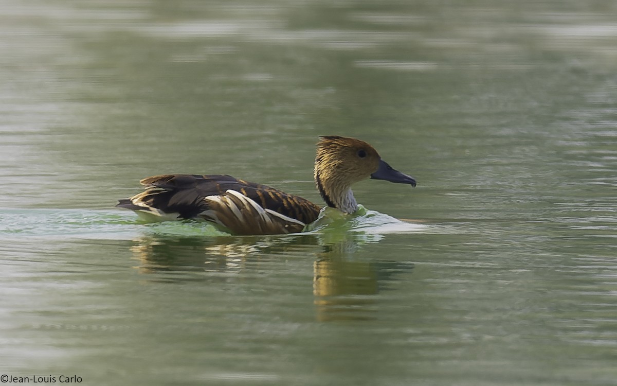 Fulvous Whistling-Duck - ML640466084