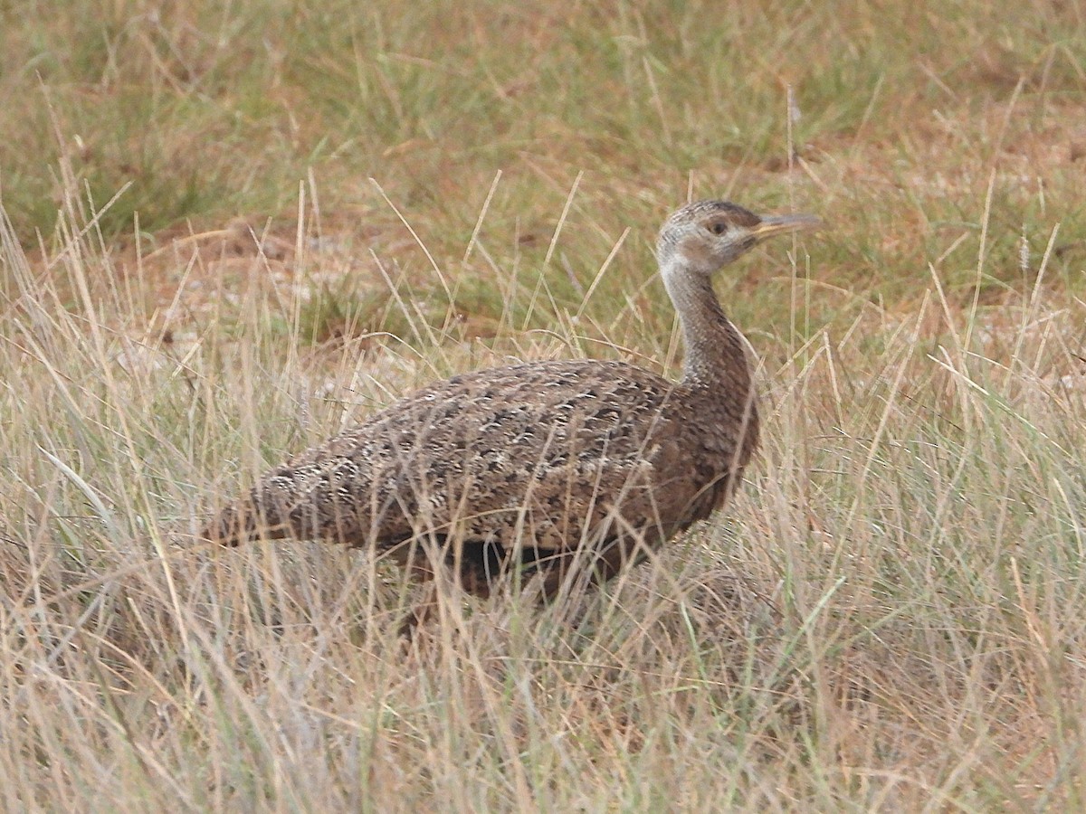Hartlaub's Bustard - ML640466087