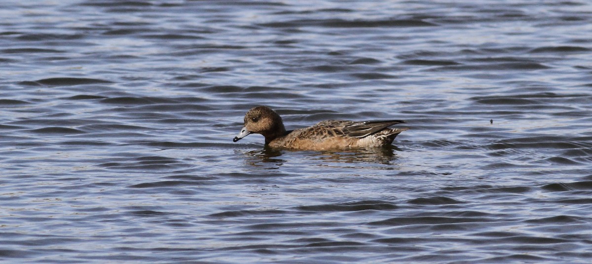 Eurasian Wigeon - ML640466144