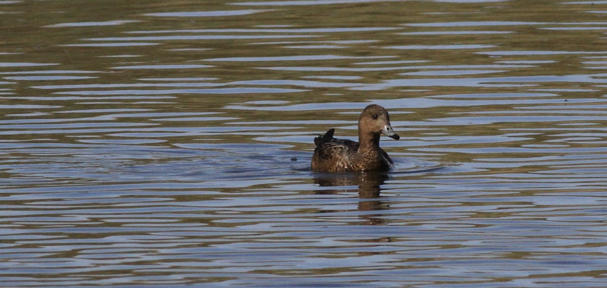 Eurasian Wigeon - ML640466145