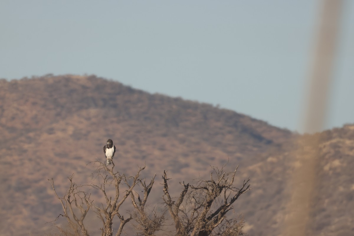 Black-chested Snake-Eagle - ML640466153