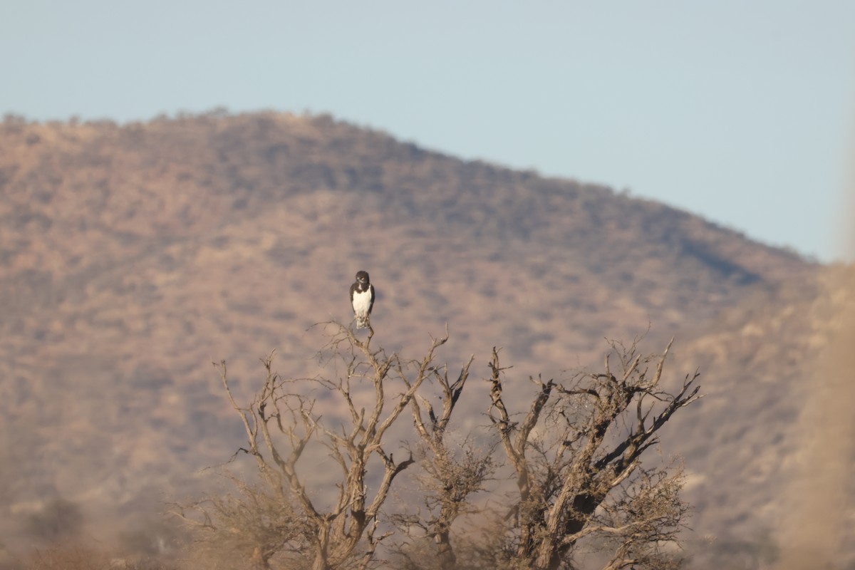 Black-chested Snake-Eagle - ML640466154