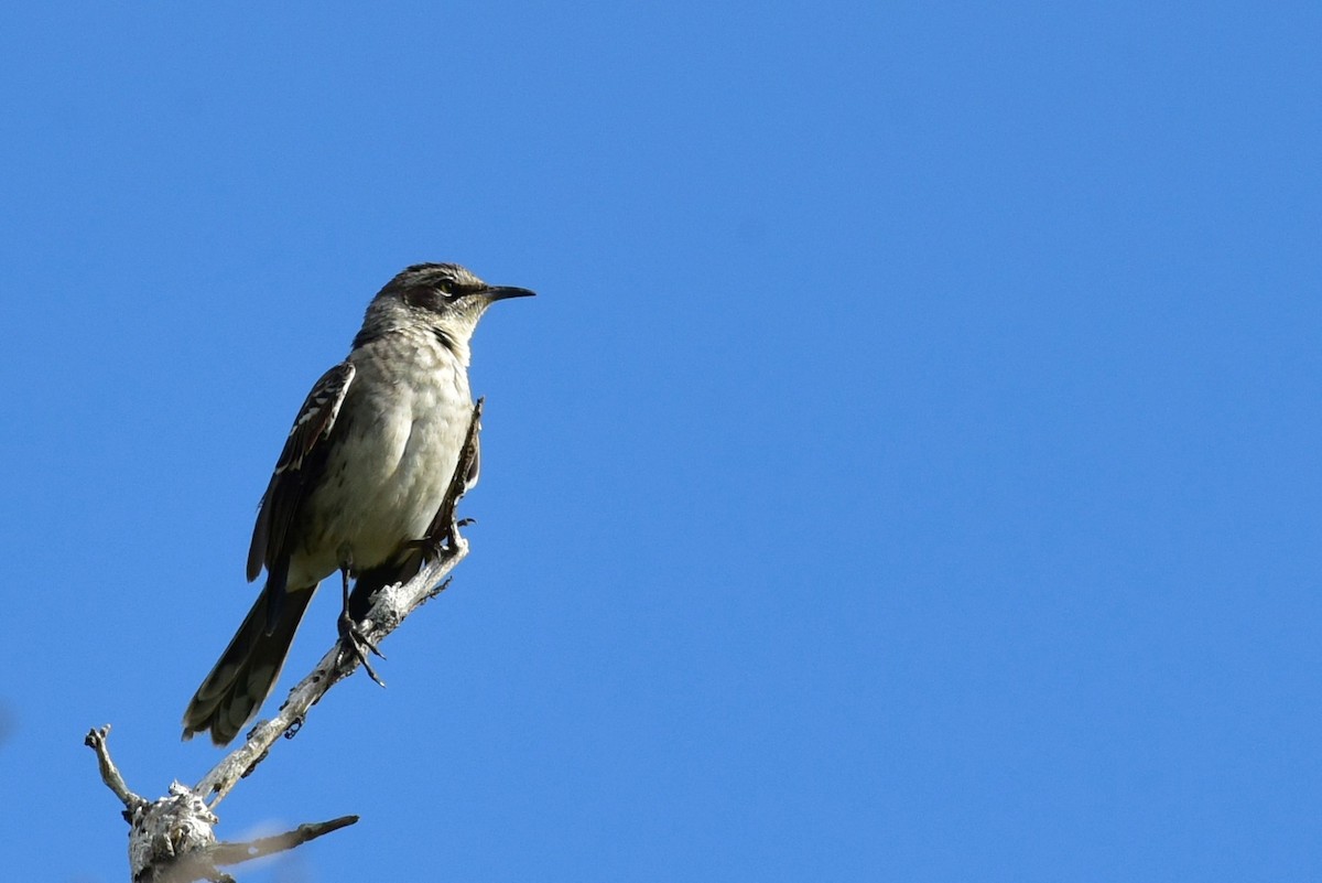 Galapagos Mockingbird - ML640466160