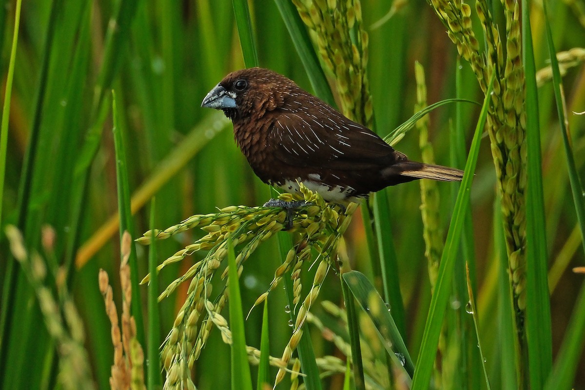 White-bellied Munia - ML640466177