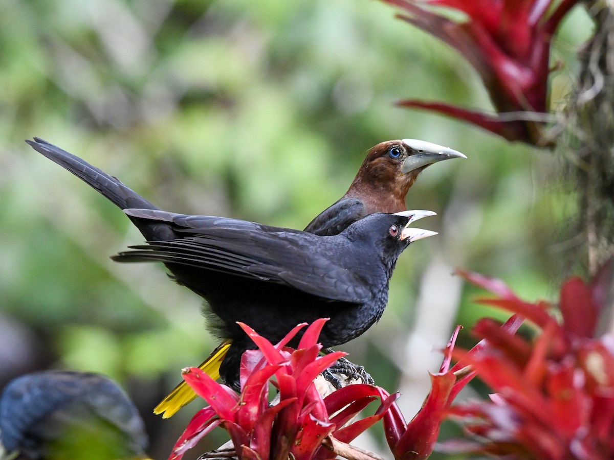 Chestnut-headed Oropendola - ML640466237