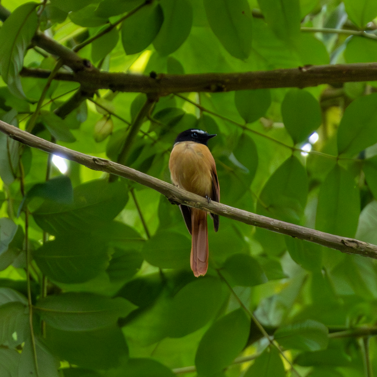 Black-and-cinnamon Fantail - ML640466296