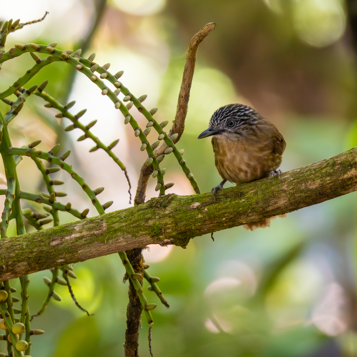 Brown Tit-Babbler - ML640466303