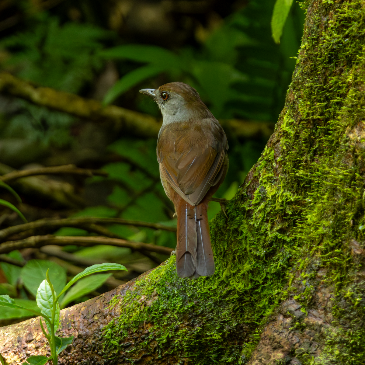 Bagobo Robin - ML640466305