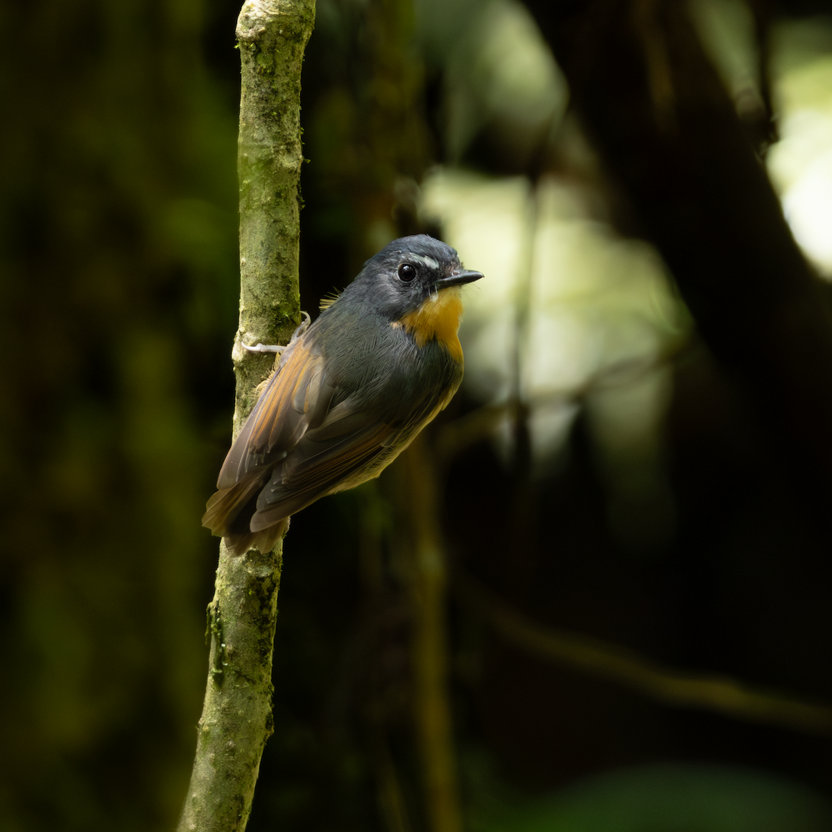 Bundok Flycatcher - ML640466309