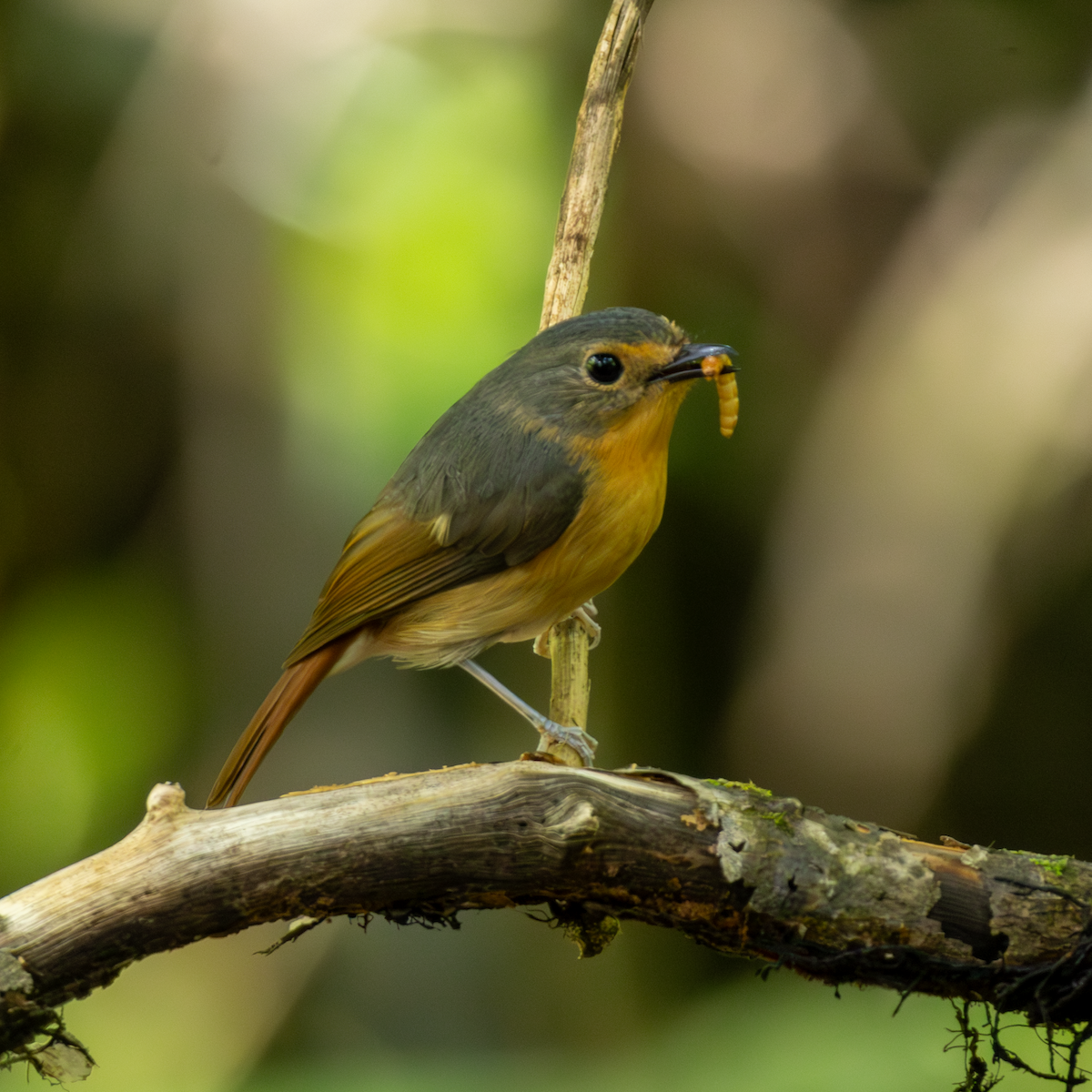Bundok Flycatcher - ML640466312