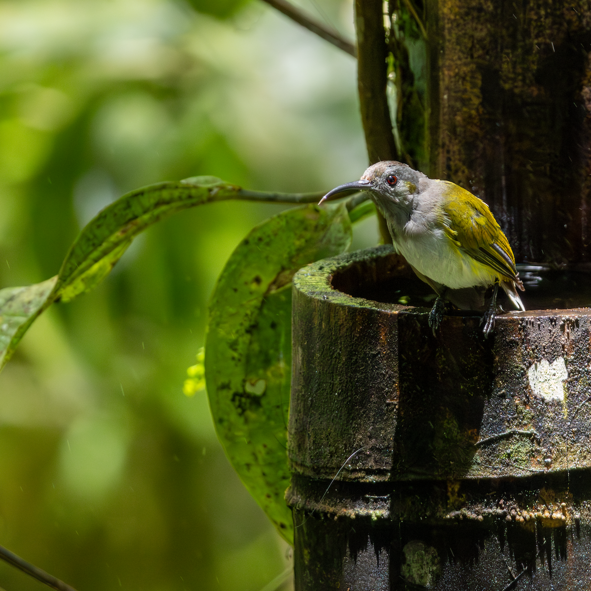 Gray-hooded Sunbird - ML640466319