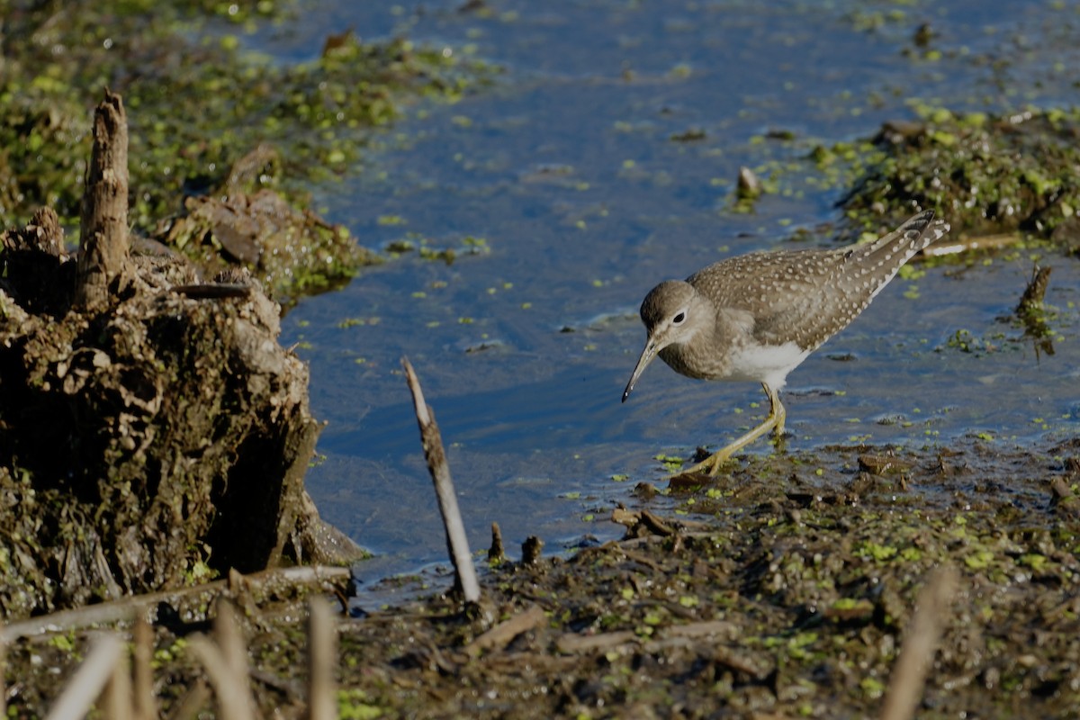 Solitary Sandpiper - ML640466325