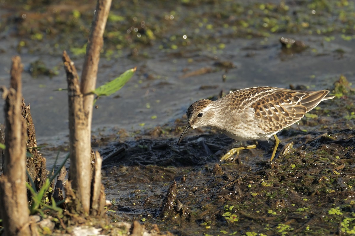 Least Sandpiper - ML640466350
