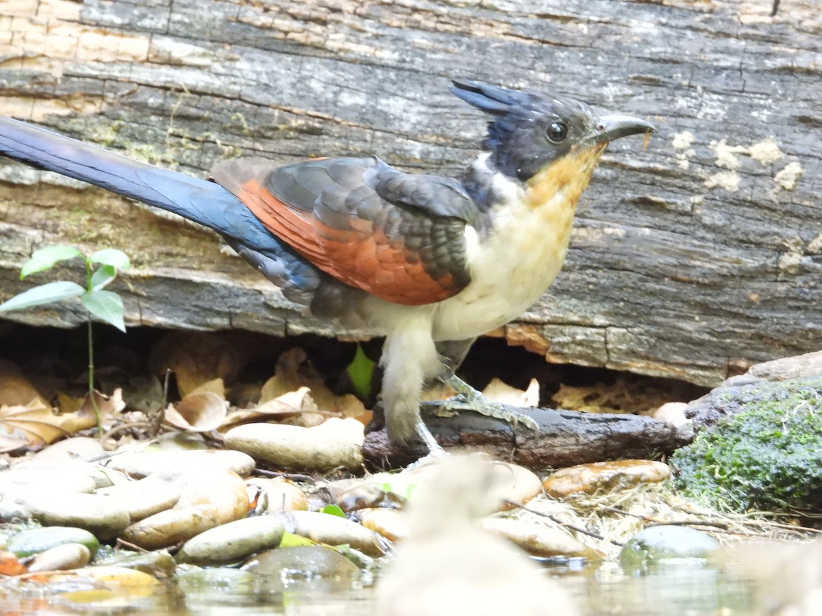 Chestnut-winged Cuckoo - ML640466369