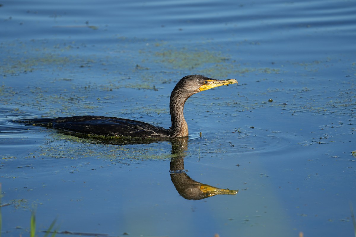 Double-crested Cormorant - ML640466373