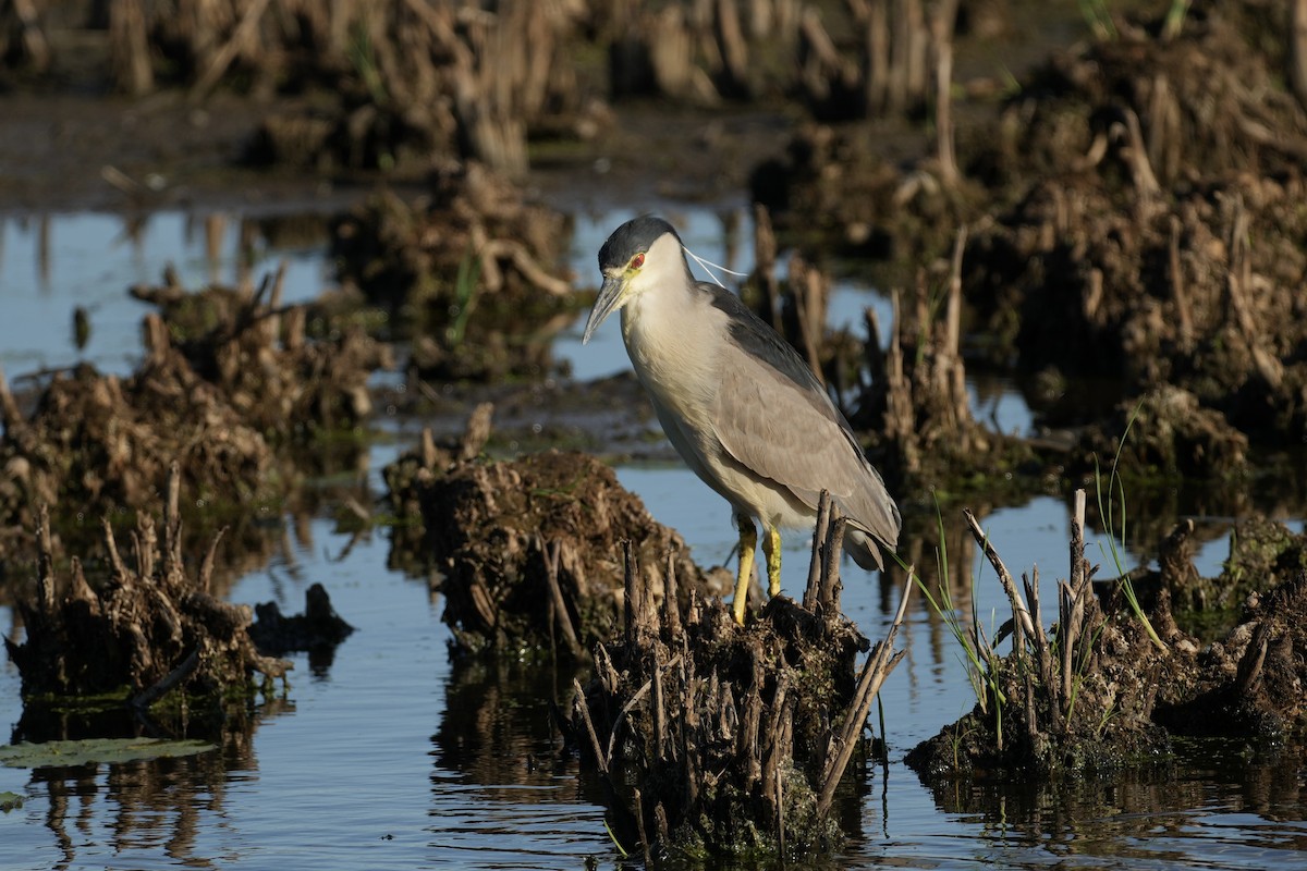 夜鷺 - ML640466406