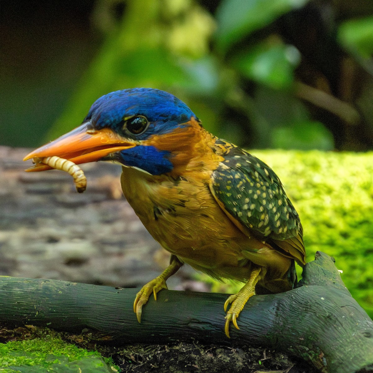 Blue-capped Kingfisher - ML640466410