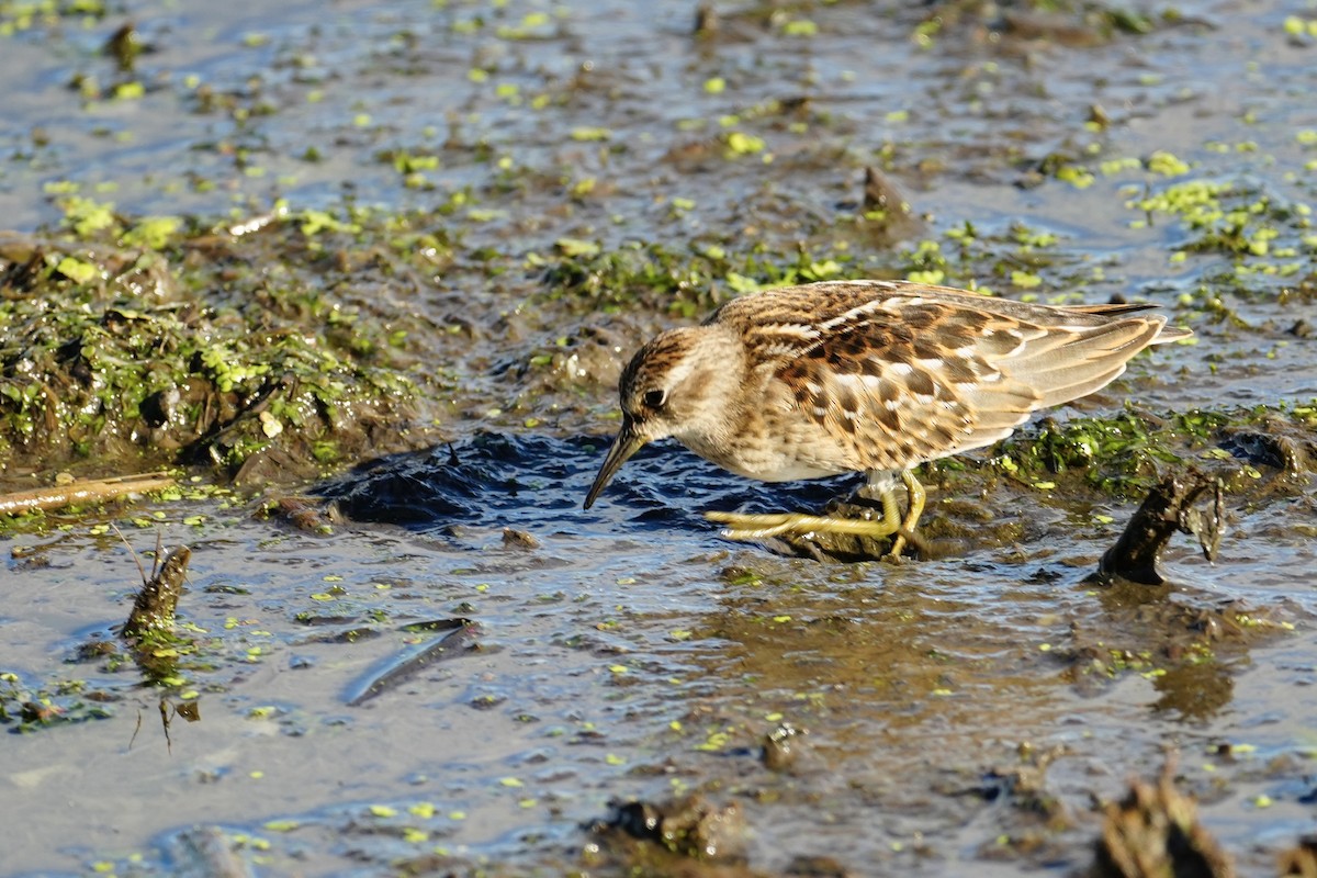Least Sandpiper - ML640466420