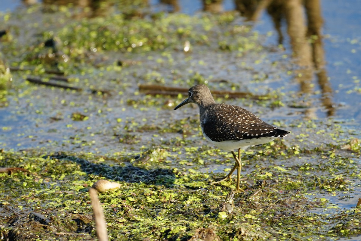 Solitary Sandpiper - ML640466464