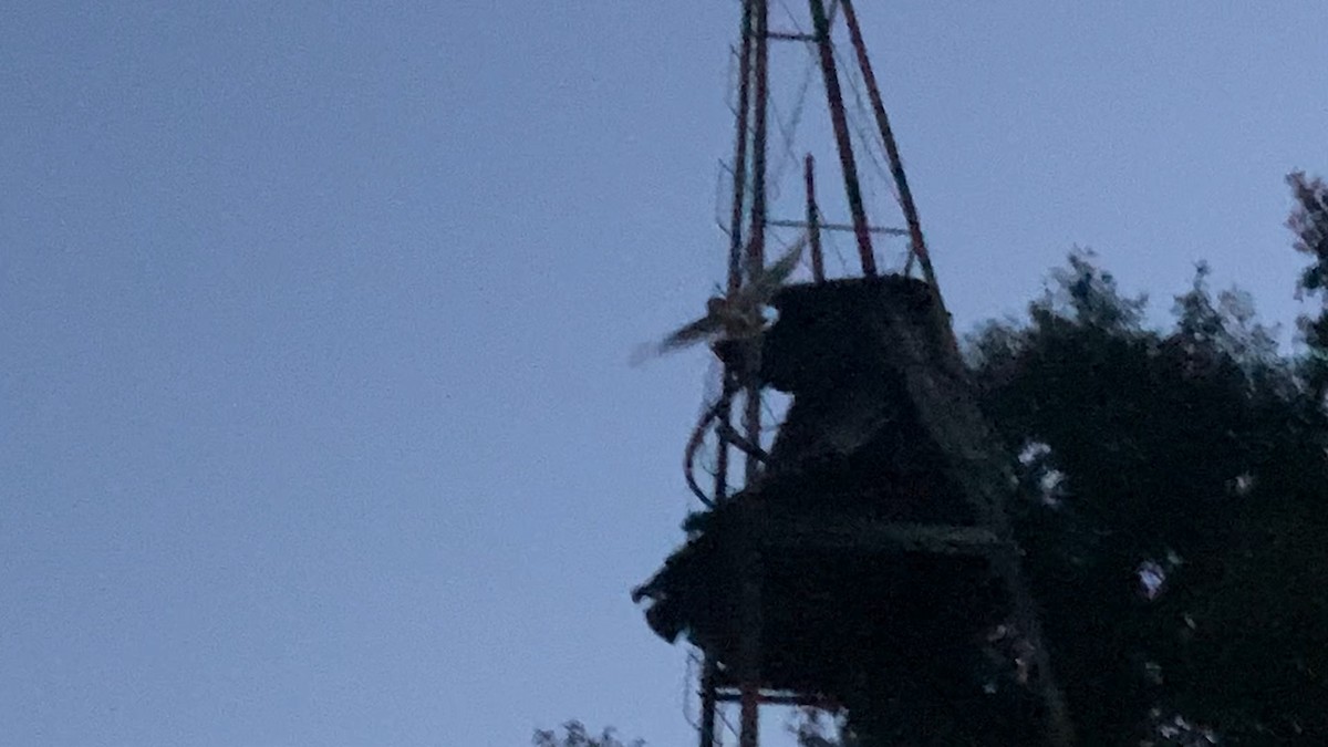 American Barn Owl - ML640466504