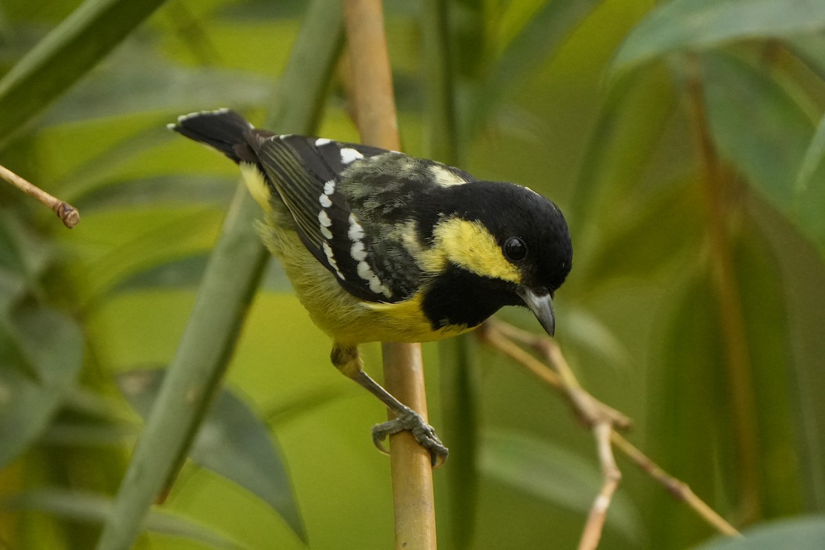 Elegant Tit - ML640466509