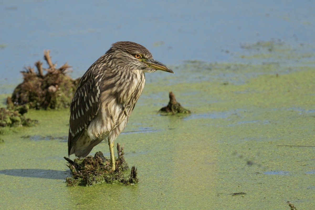 夜鷺 - ML640466511