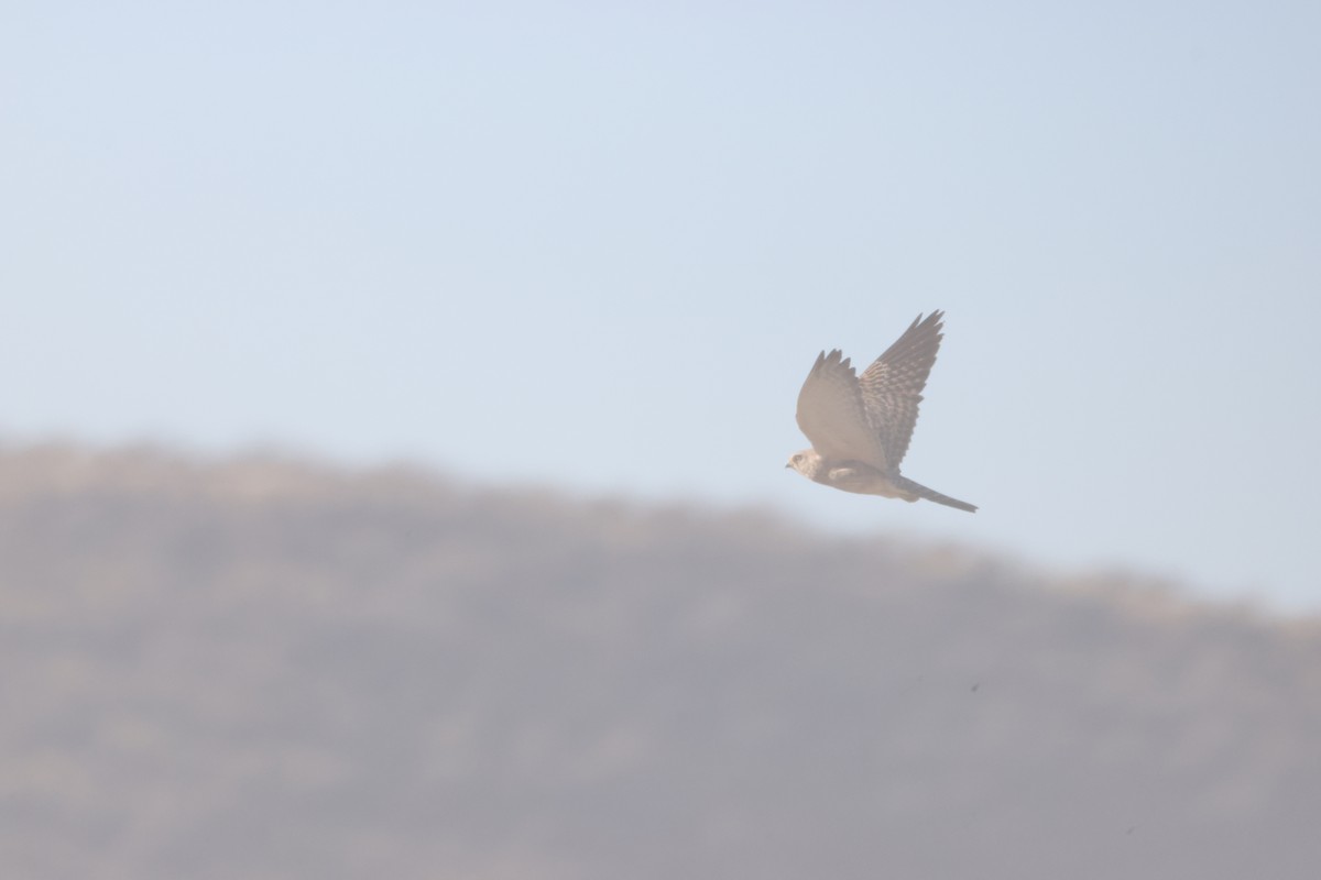 Greater Kestrel - ML640466529