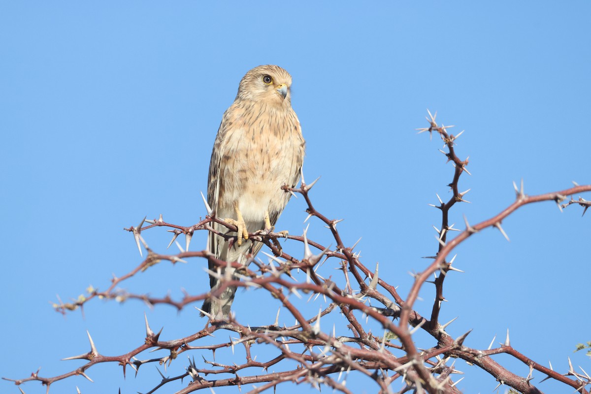 Greater Kestrel - ML640466531