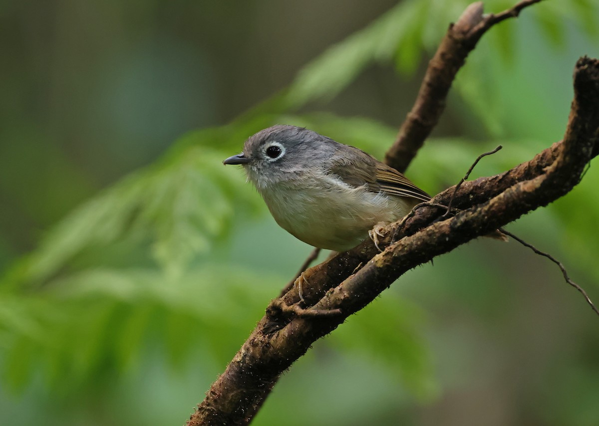 gråhodefulvetta - ML640466574