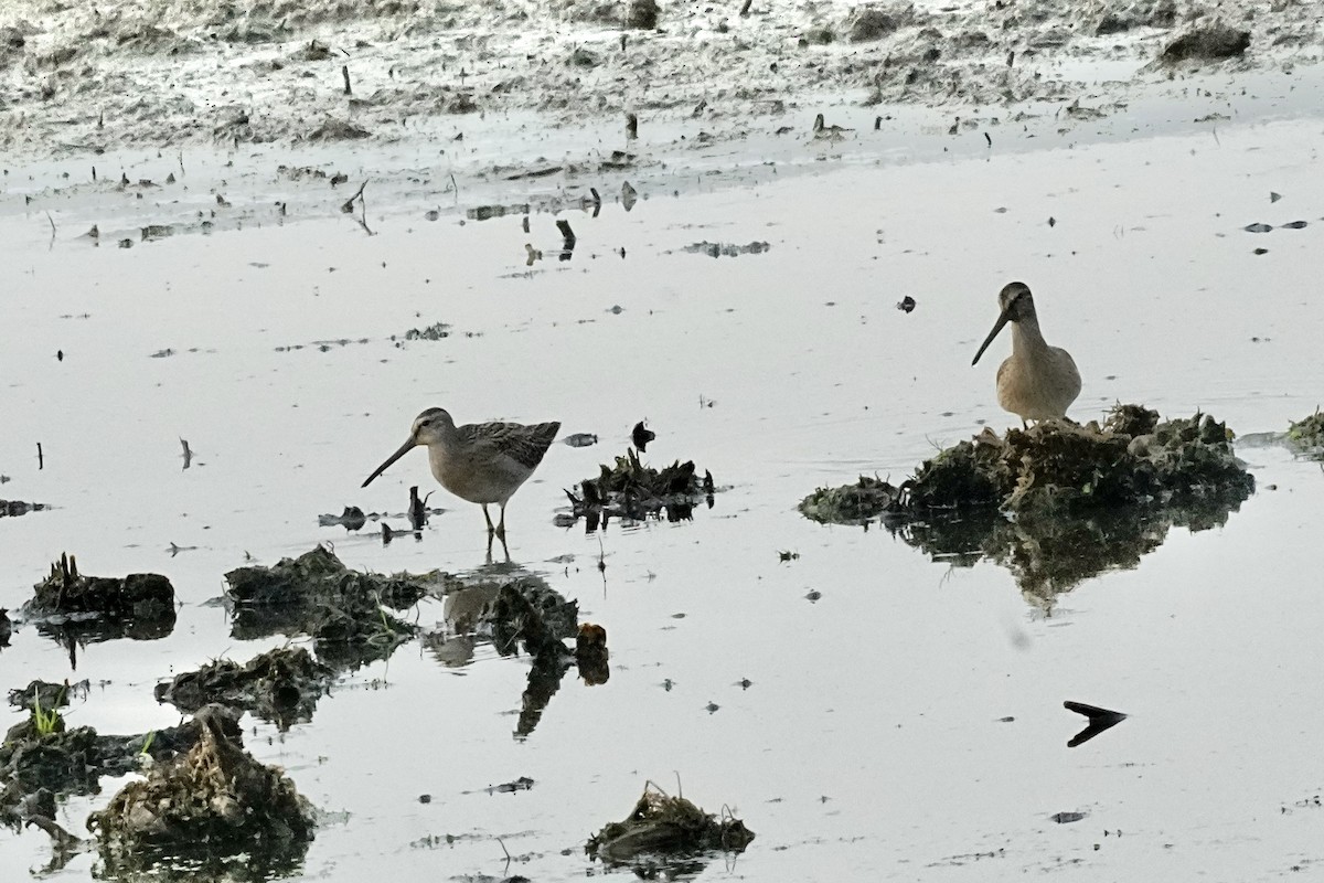 短嘴半蹼鷸 - ML640466576