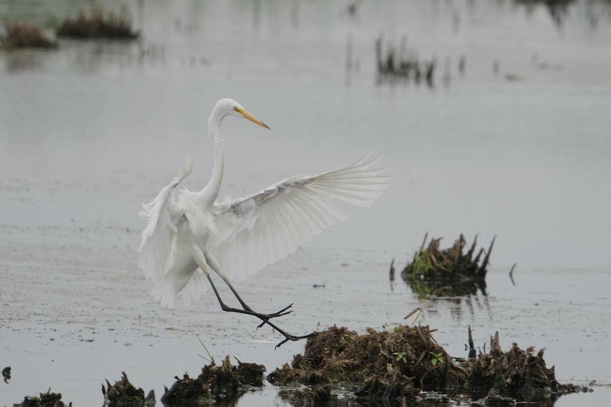 大白鷺 - ML640466616