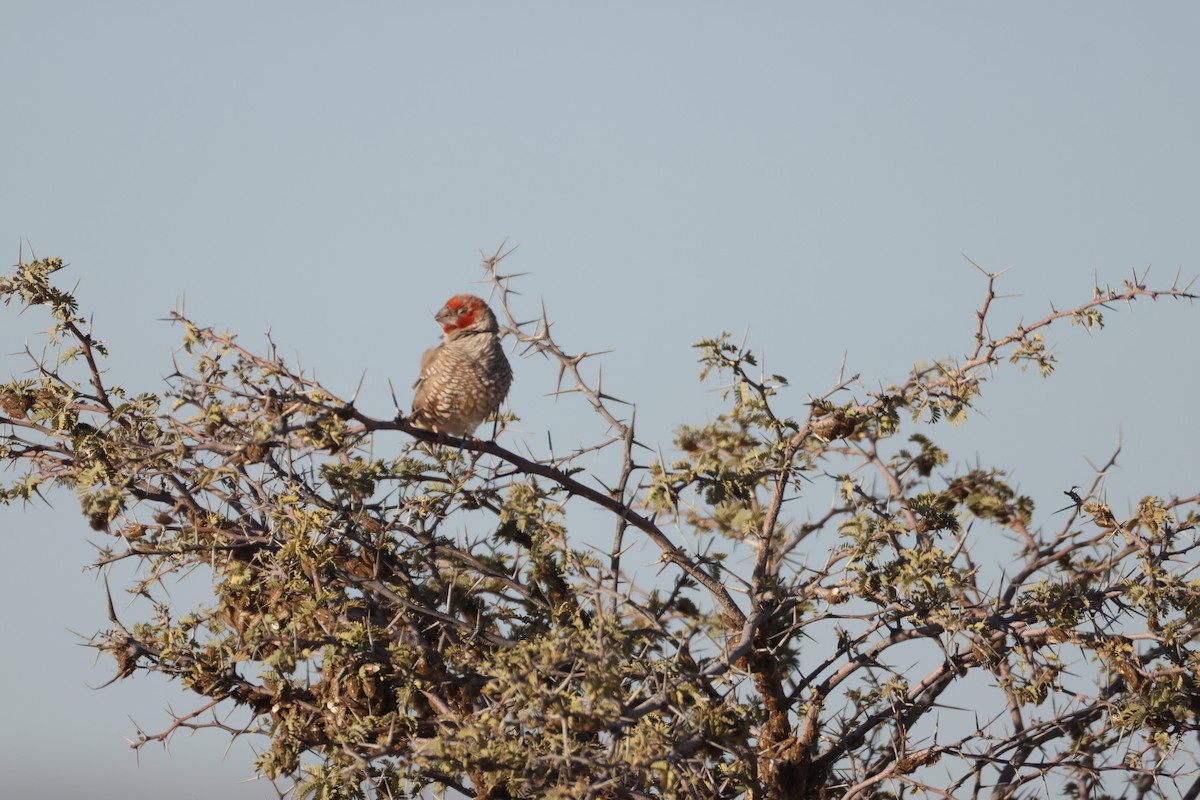 Red-headed Finch - ML640466689