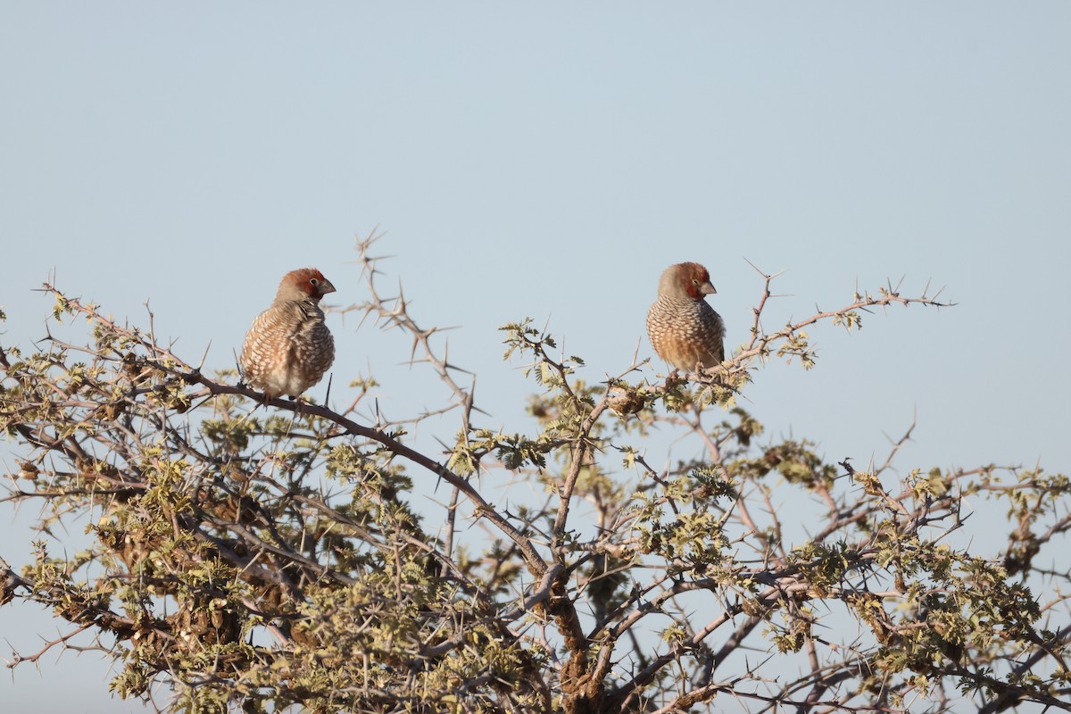 Red-headed Finch - ML640466690