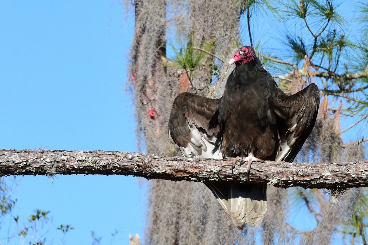 Turkey Vulture - ML640466727