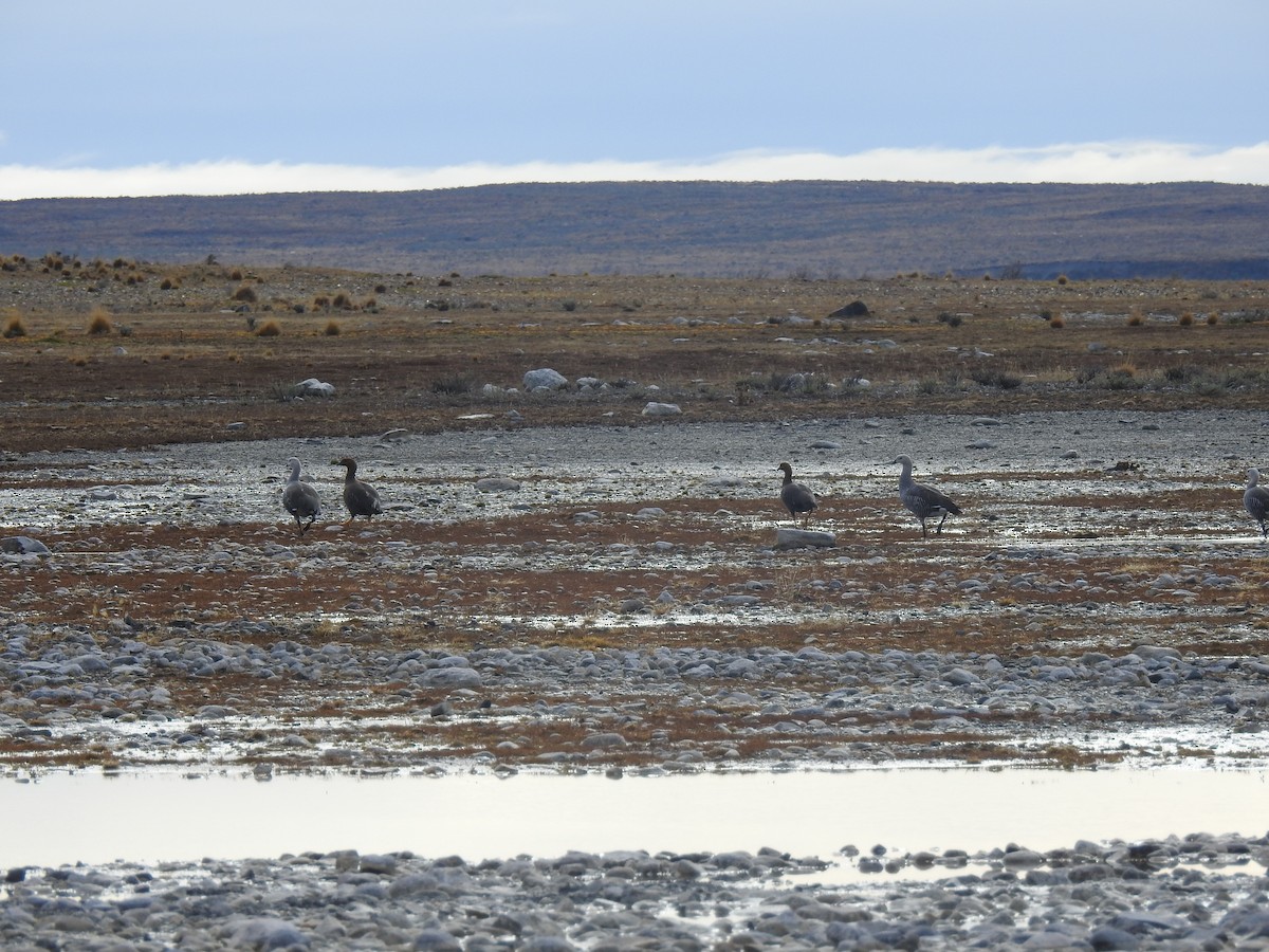 Upland Goose - ML640466771