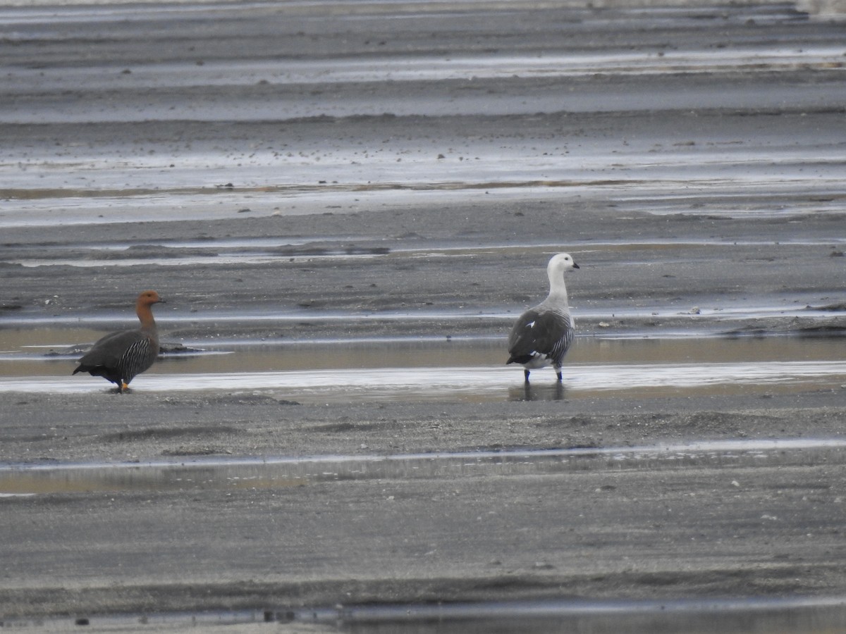 Upland Goose - ML640466772